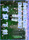 浪漫爱情系列 绿光樱苑