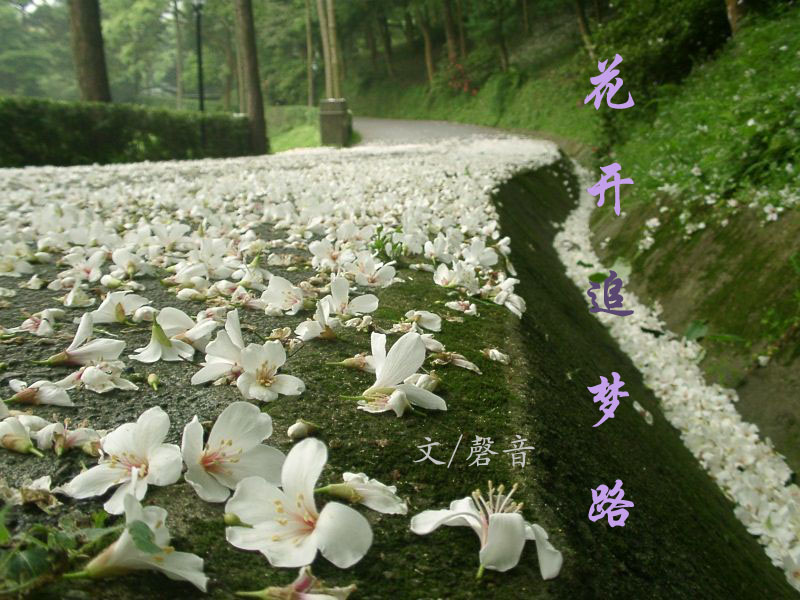 花开追梦路