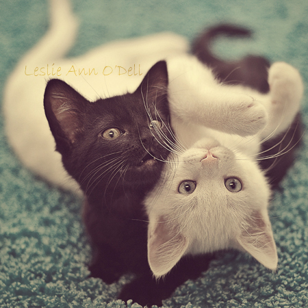 黑猫,原来只是一个过客
